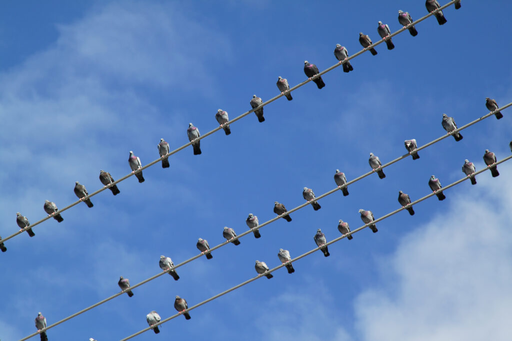 Birds resting